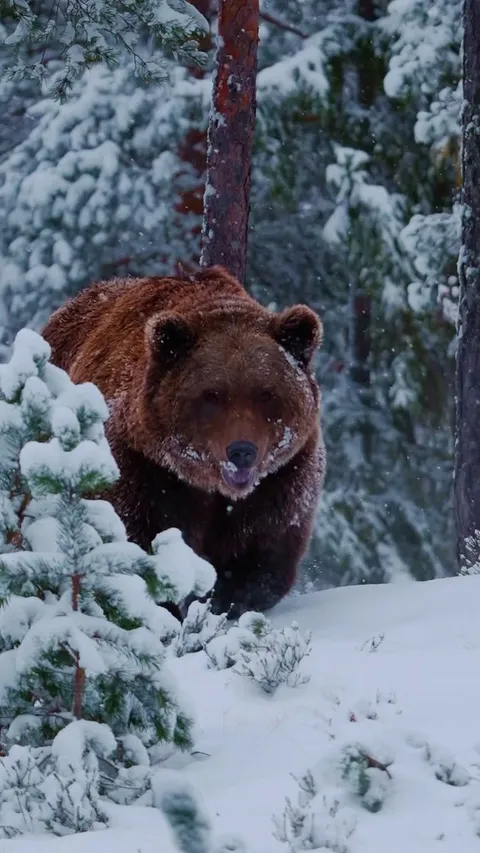 🔥The brown Bear (Ursus arctos)