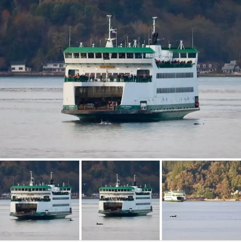 WA State ferry employees watch out for Orcas and respond accordingly when the pods are close to make sure the whales stay safe