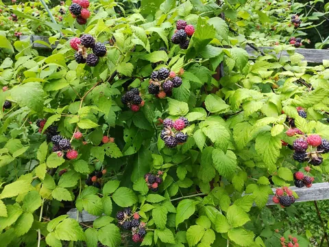 Black raspberry harvest is hitting peak this week in the garden