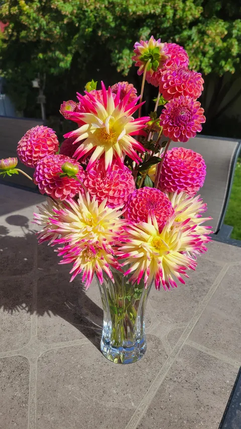 My wifes Dalia bouquet she cut from her garden