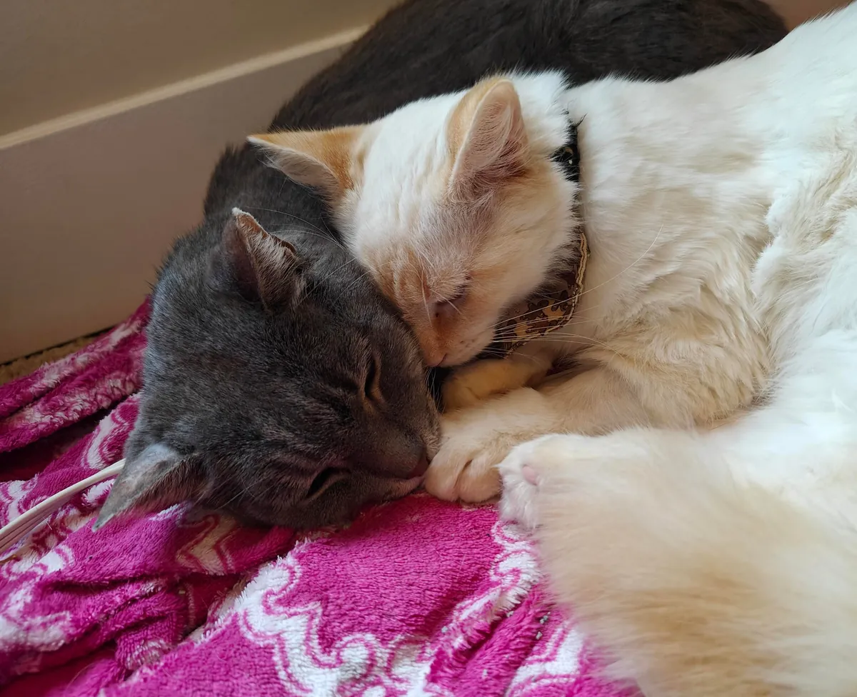 Adopters keep asking to split up bonded pair 