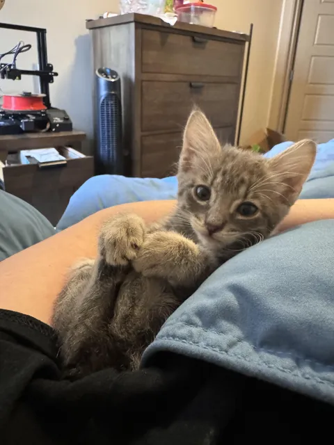 I just adopted my first kitten