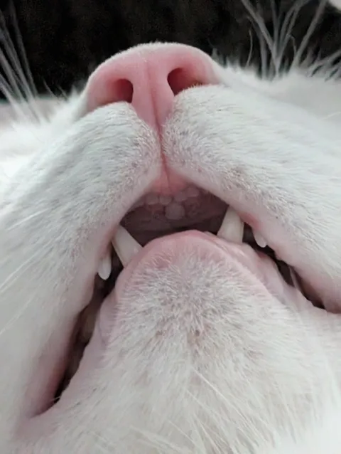 My cat has a weird middle tooth