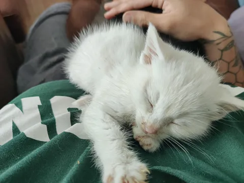 I need a name ending in o for this cutie