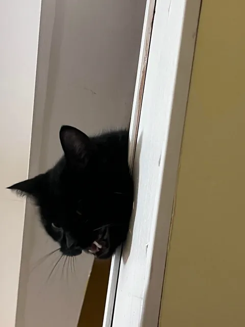 My boy James Washington demanding food in his “upstairs” dish…