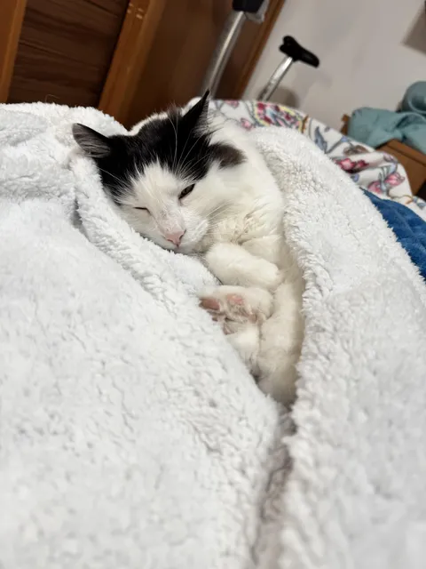 Found this little boy in the street (he’s always been a little scared of noises since) but finds comfort in being wrapped up in bed 🥰