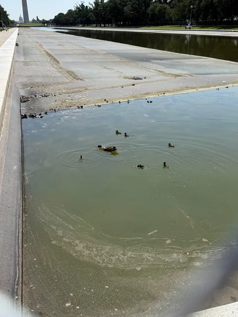 [OC] Ducklings swimming in the half drained reflecting pool in DC