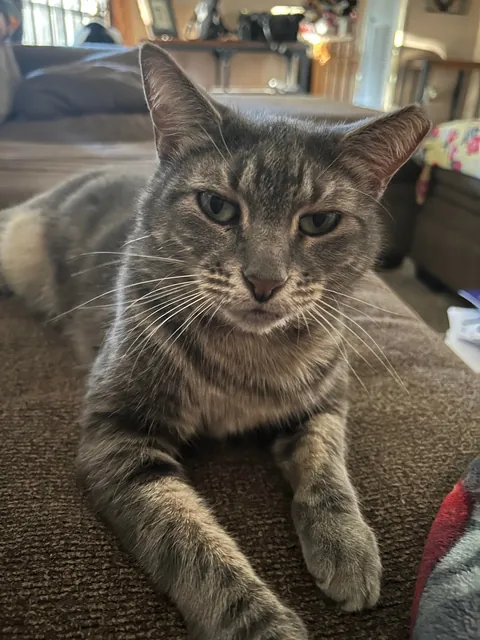 My mother passed in July. We took her beloved cat in. Meet Girl.