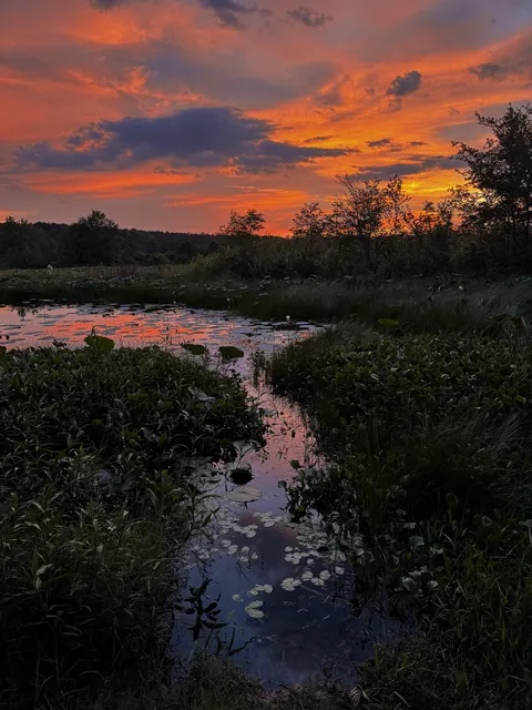 🔥Fiery Florida wetland scene