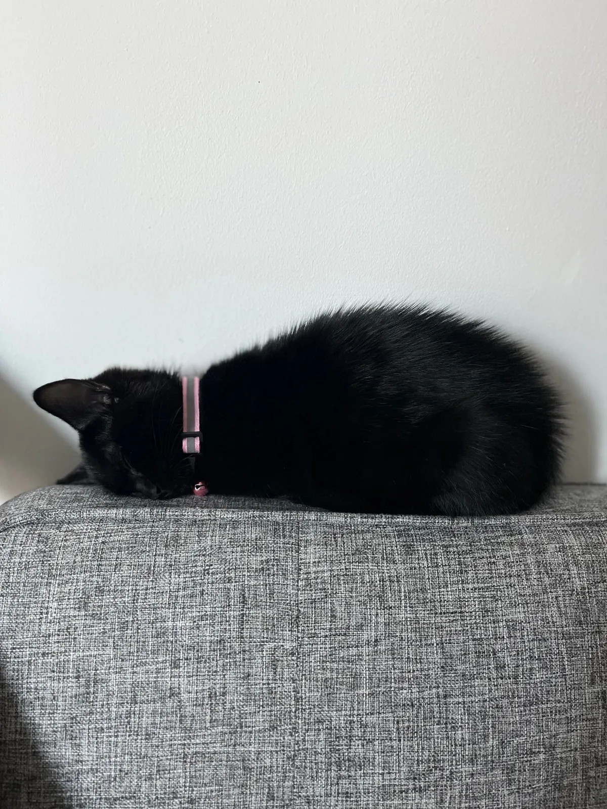 Who said black cats don’t photograph well? 🤔