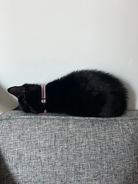 Who said black cats don’t photograph well? 🤔