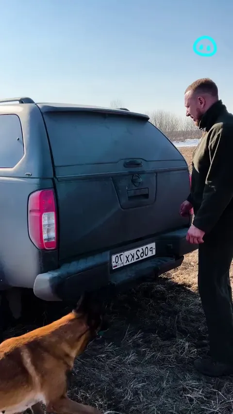Unleashing a horde of labrador retrievers