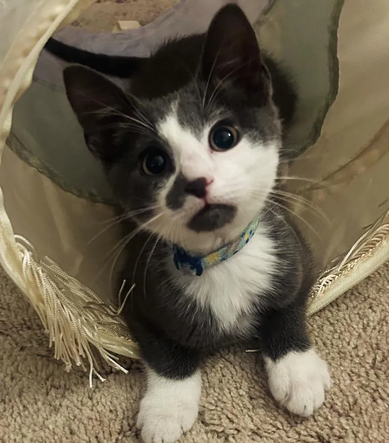 Adopted Boo cat a month ago. So in love with this fuzzy lil homie.