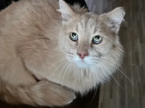 Lost my cat 7 years ago and got him back