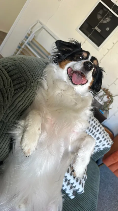 My dog likes sitting in chairs upright like a human