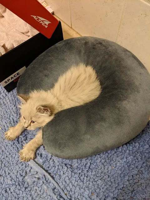 Kitten Derp &amp; then she glowed up. But still a derp.