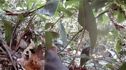🔥 This baby bird instinctively mimics a poisonous caterpillar when it senses a predator nearby