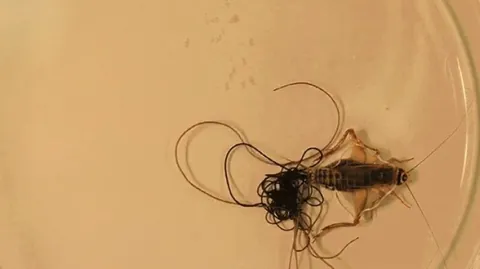 Horsehair worm parasites manipulate their hosts to jump into water so they can leave like this one here.