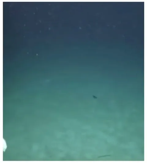 U.S. Coast Guard released footage of Titan's tail cone.