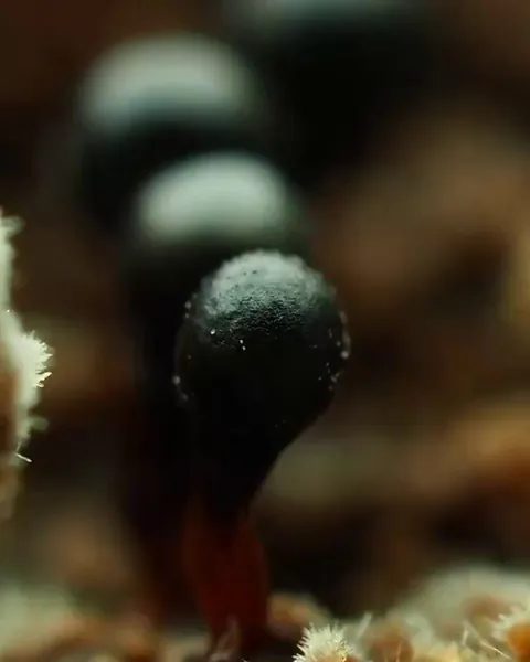 🔥Spores being released from a slime mould