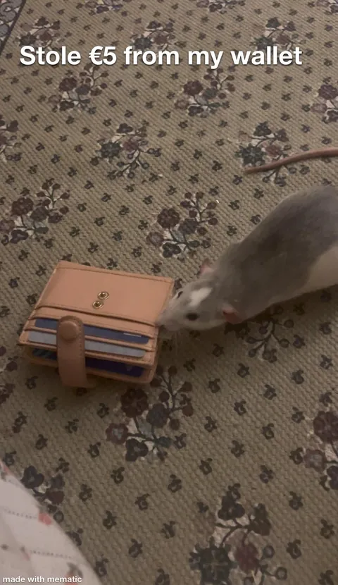 Crimes my rats committed this week