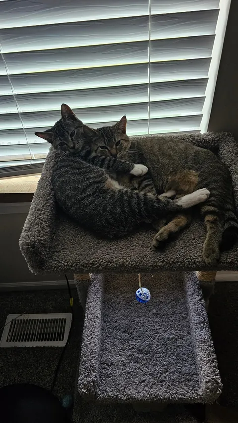 Brothers. When you plan on adopting 1 but you come home with 2. Oops...