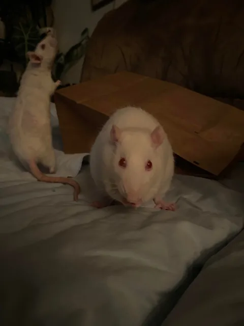 Is my rat fat??