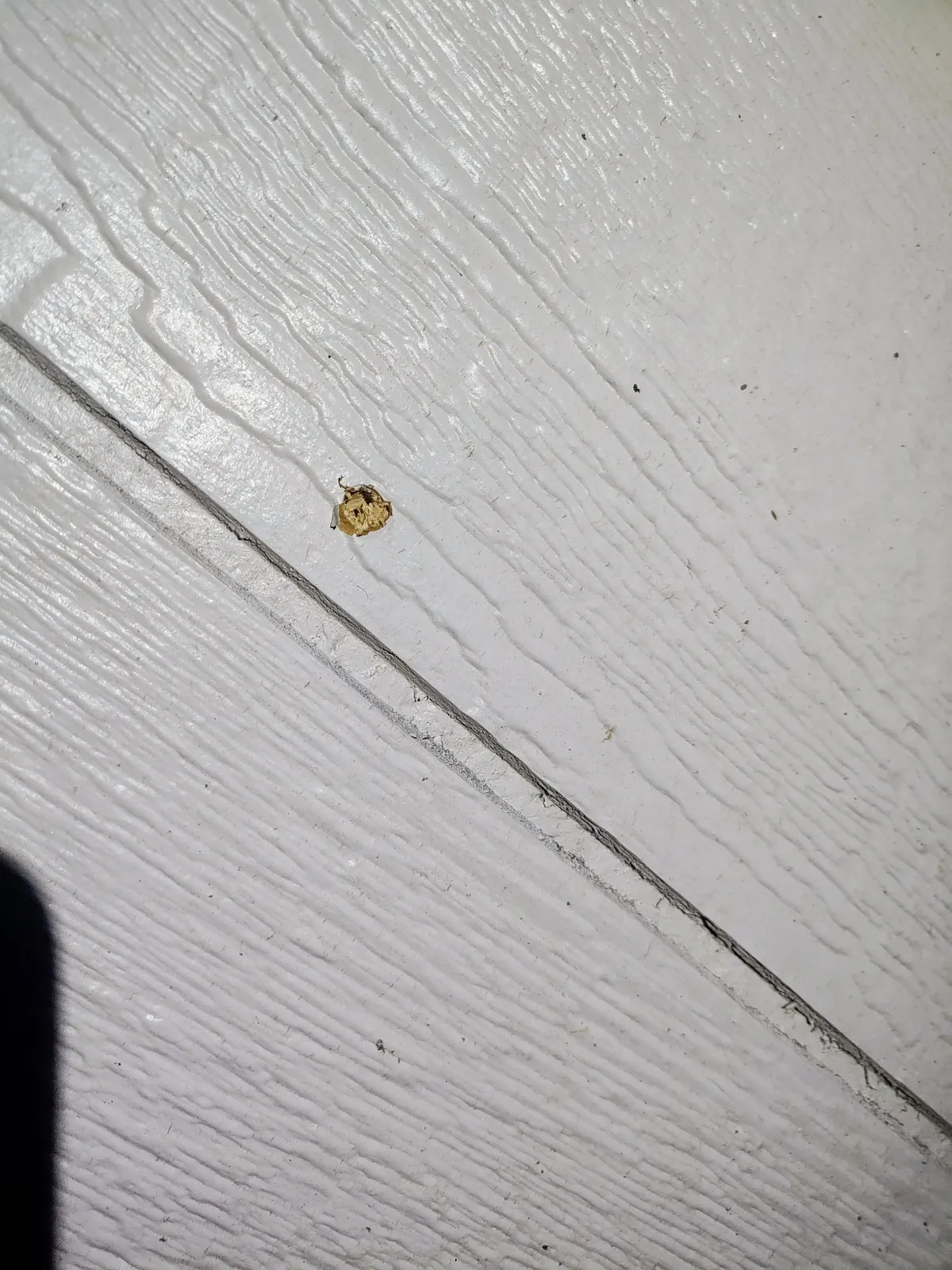 Neighbor just shot my house. I moved in two weeks ago.