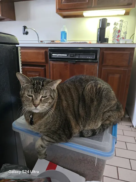 I'll always love and miss you Sushi