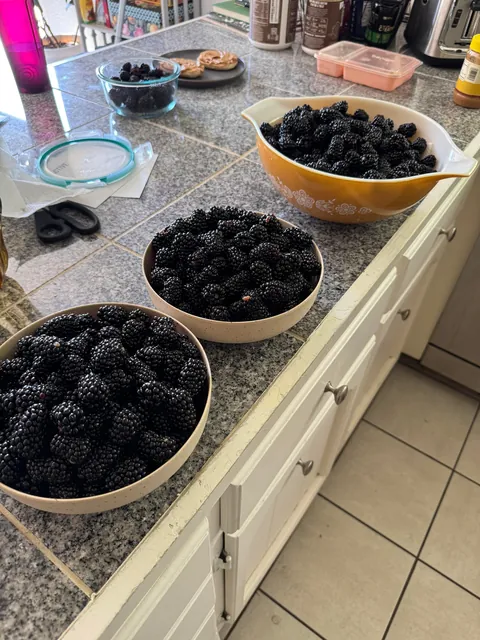 My blackberry harvest this season!