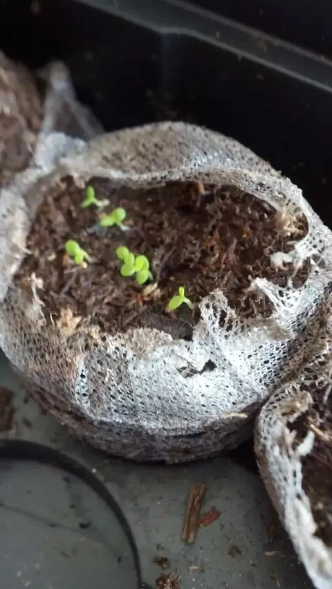 Backyard tobacco, thinking about trying again this year