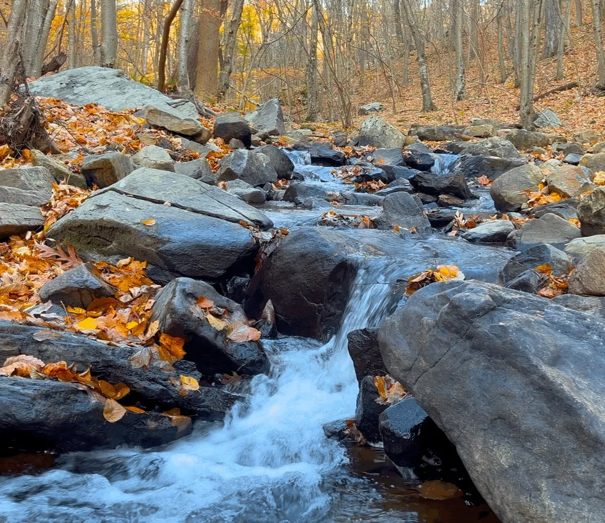 Red, orange, yellow, brown… Leaves have fallen all around…