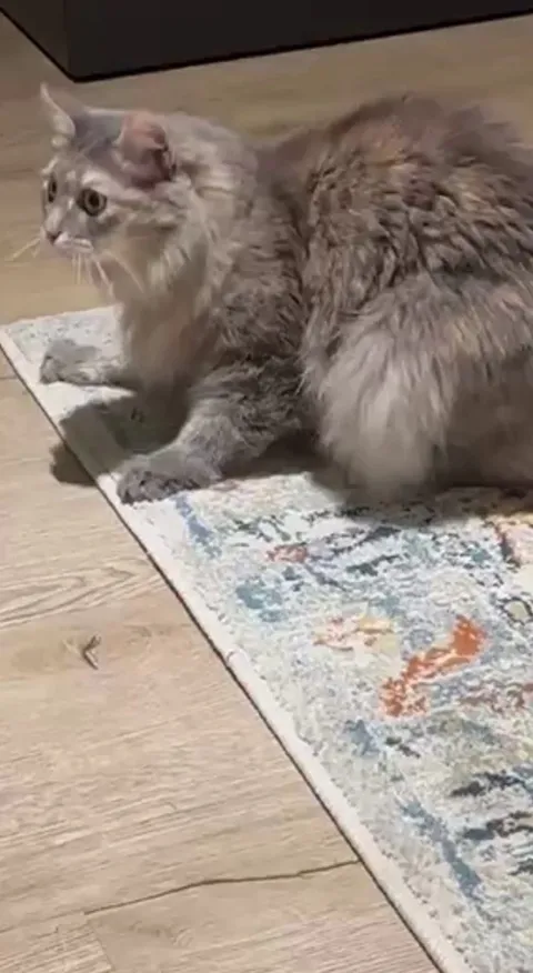 My cat goes absolutely crazy over a jar of olives