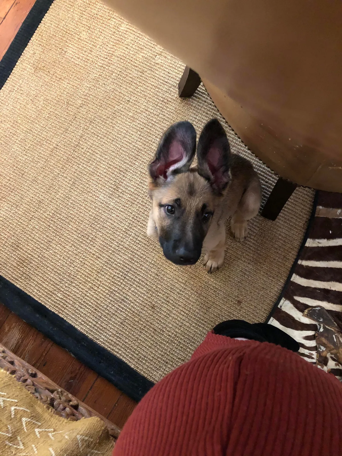 Atticus: a very good boy