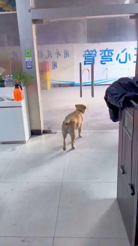 Doggy going out for a walk