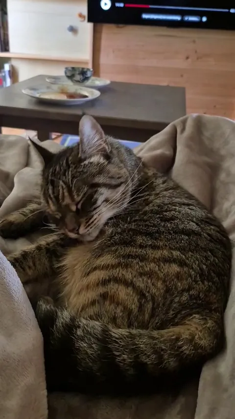 Miso regularly glitches during grooming and it always cracks me up