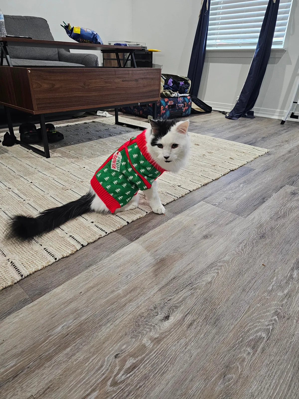 Tomorrow will be Bowies last day. Wish him happy birthday