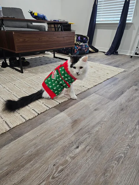 Tomorrow will be Bowies last day. Wish him happy birthday