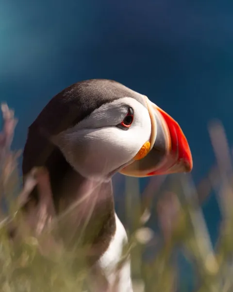 I lay down on the edge of the cliff and this little guy was there, 1 meter from my lens. I took some shots.