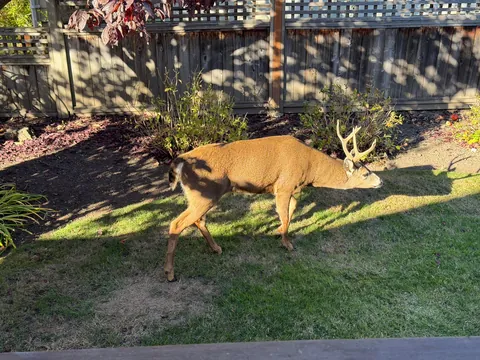 Got five yard deer eating apples today. New buck from last time