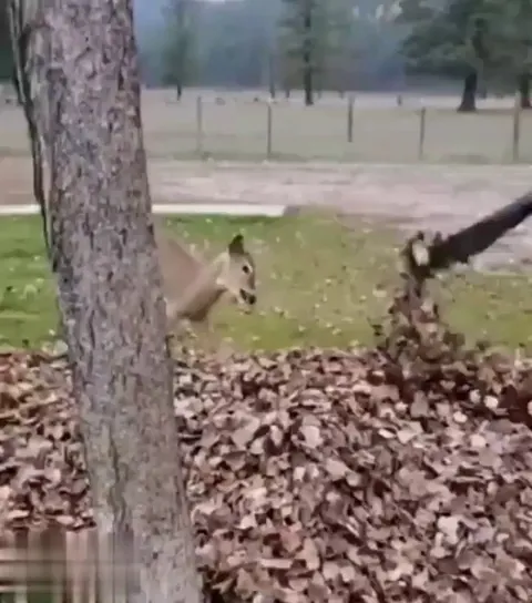 Every living creature wants to play games.