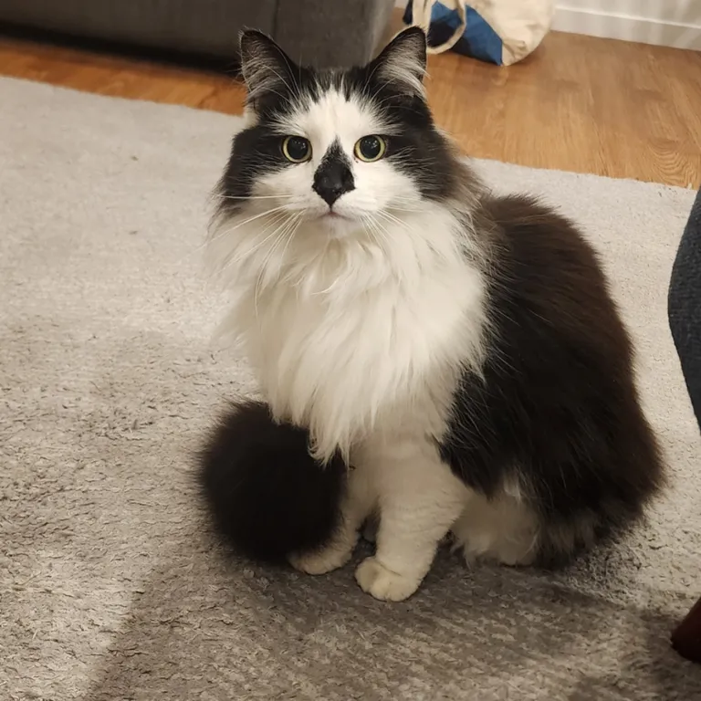 Little Diamond Nose!