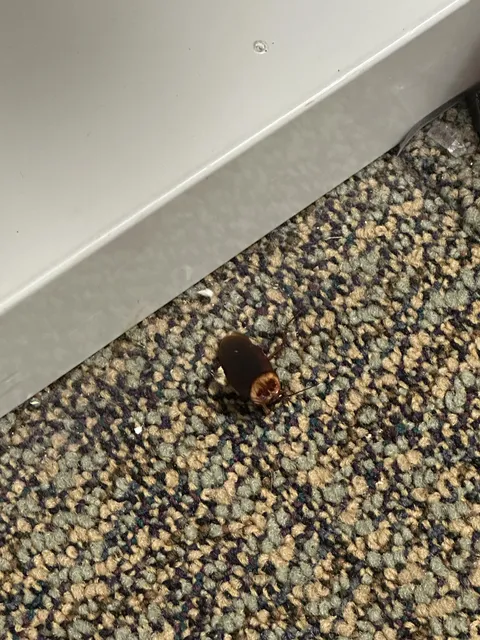 Got dressed. Went to work. Was there for 3 hours. Felt something in my shoe poking me. This crawled out half dead. Don’t ask me how.