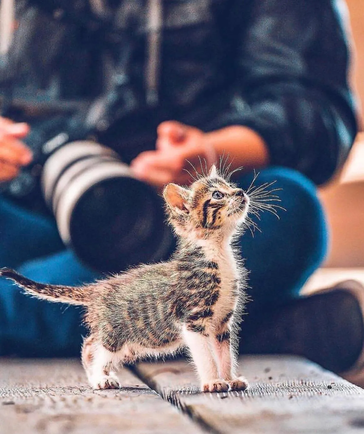 PsBattle: this baby cat