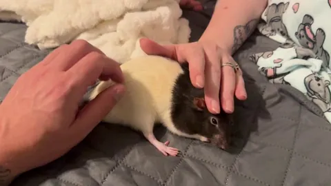 CAUTION: Double action mommy daddy pets can lead to malfunction of the single brain cell