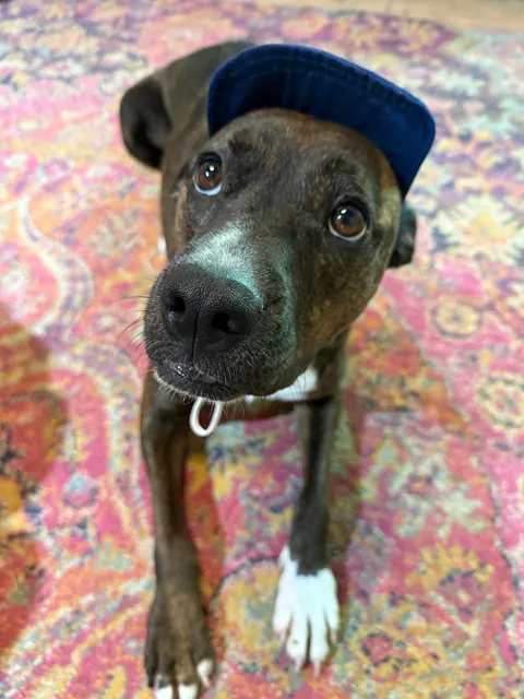 I was adopted 2 years ago today!