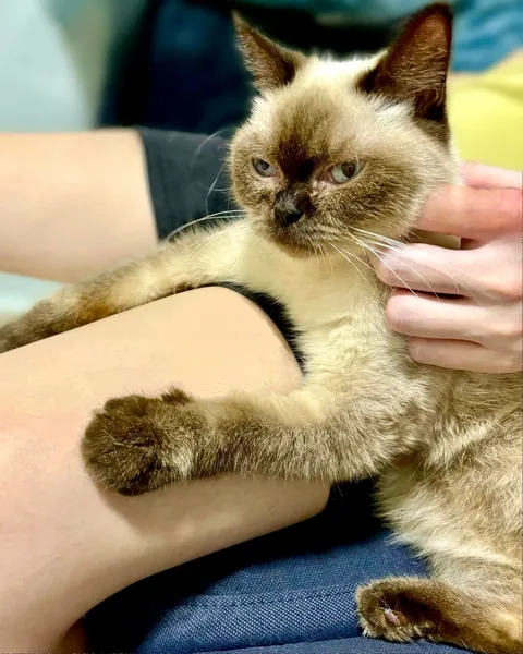 Once the sickly kitten nobody wanted. Now my beautiful child.