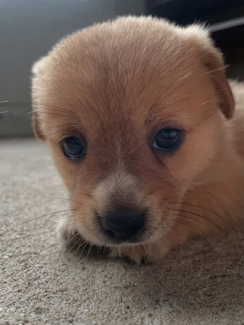 Meet my sister’s new puppy she doesn’t have a name yet, but isn’t she the cutest?