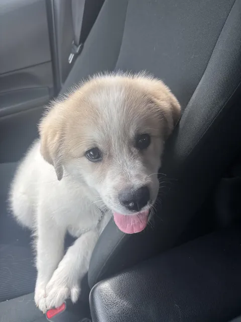 New puppy, His name is Timber!