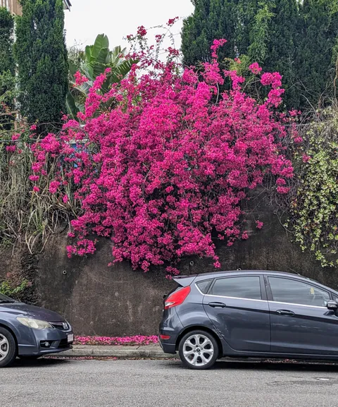 Bougainvillea 
